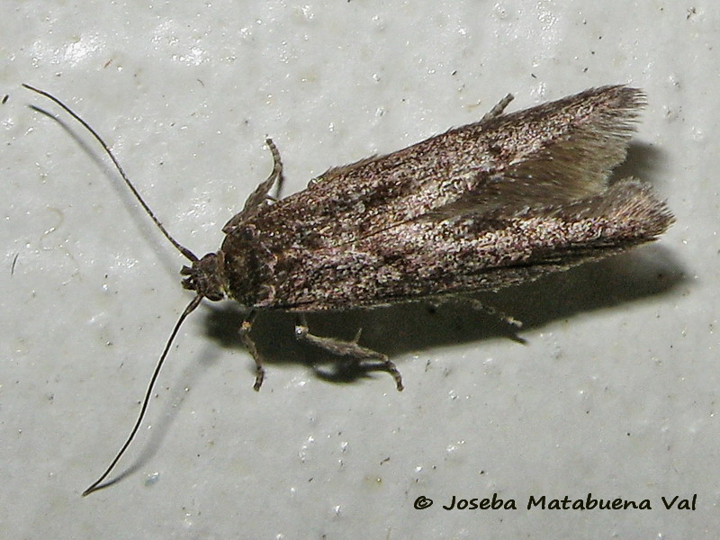Micro da id. 2